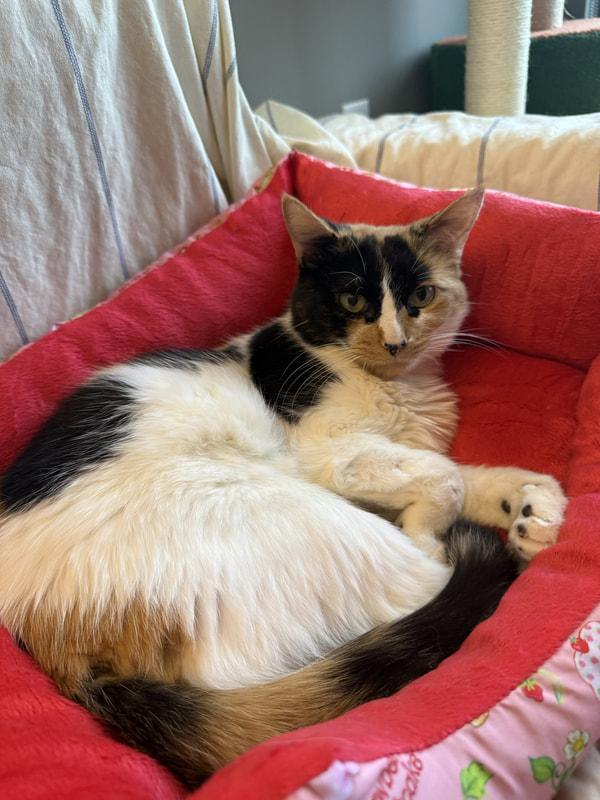 Kleo, adopted, Adult Female Domestic Short Hair.
