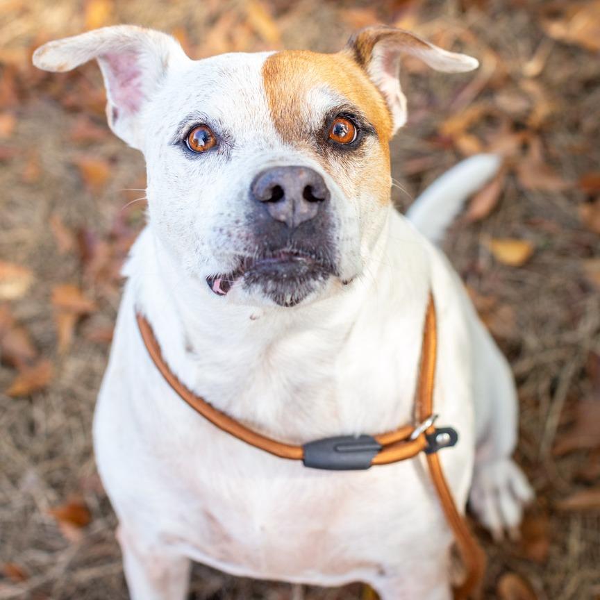 Mr. Fantastic, Adoptable, Senior Male Cattle Dog & American Bulldog.