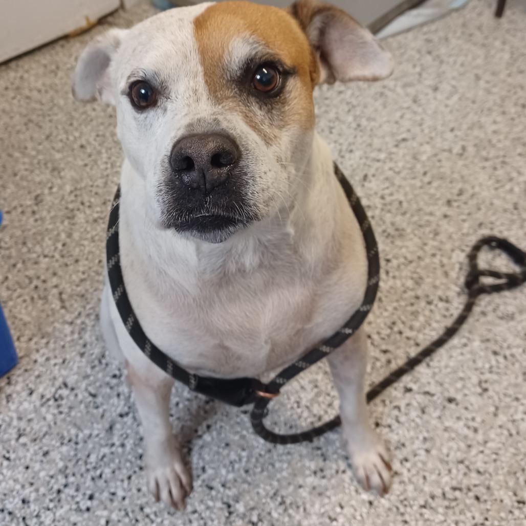 Enlarge Mr. Fantastic, a Adoptable mixed breed in Hattiesburg, MS image 2/4