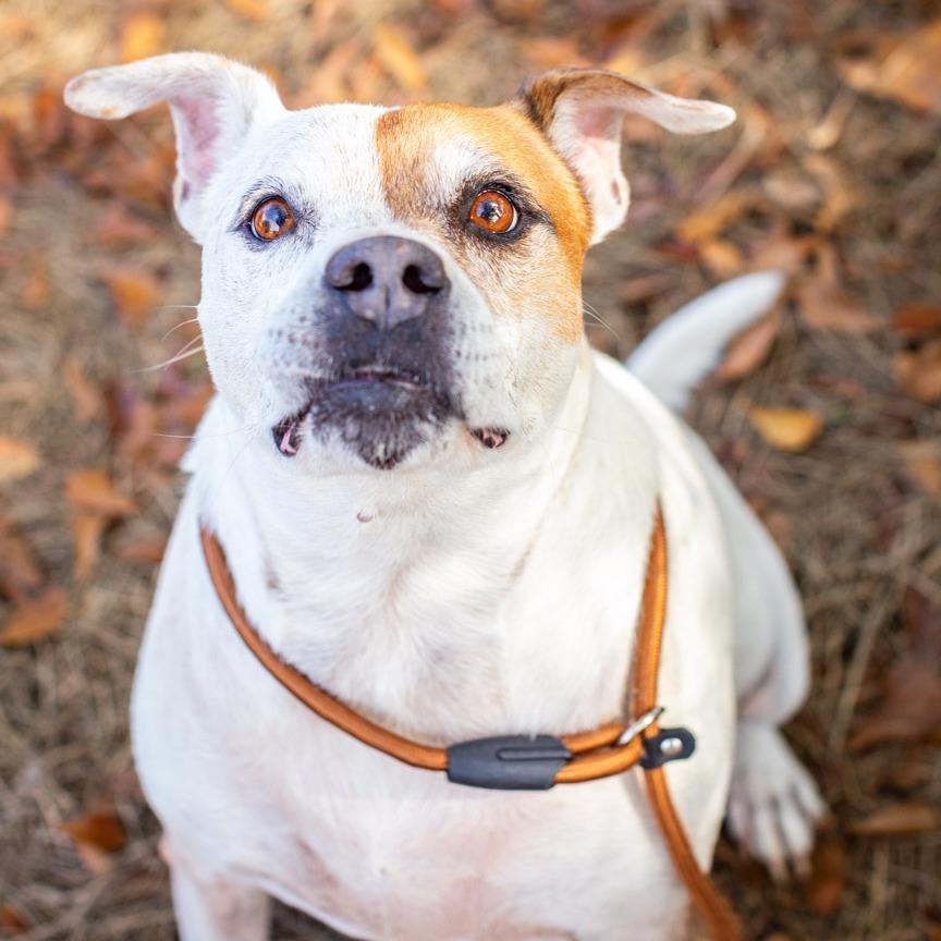 Enlarge Mr. Fantastic, a Adoptable mixed breed in Hattiesburg, MS image 3/4