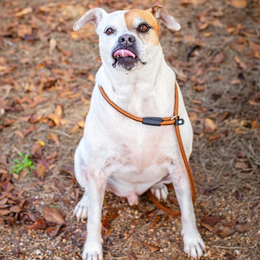Enlarge Mr. Fantastic, a Adoptable mixed breed in Hattiesburg, MS image 4/4