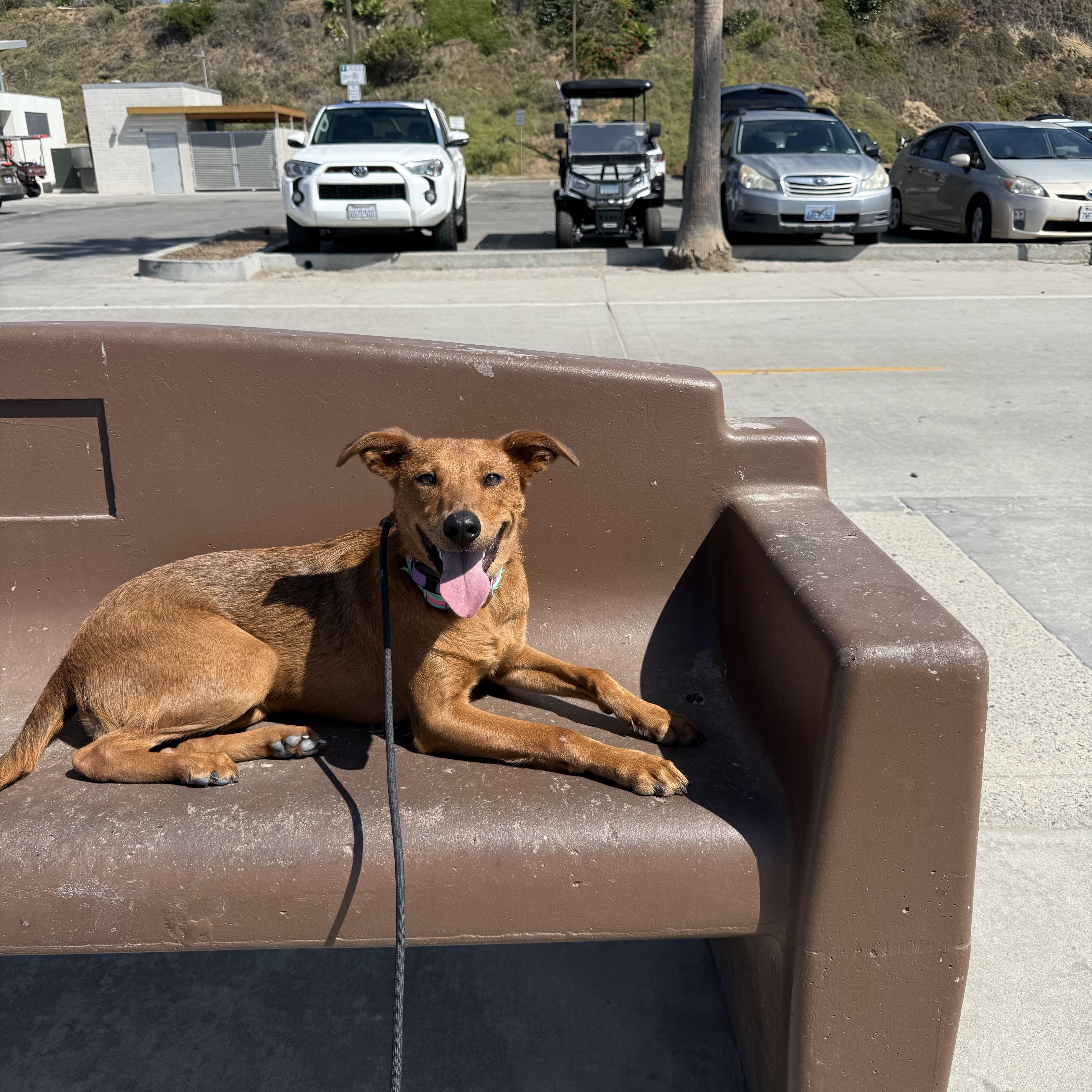 Enlarge Fun Chu, a ADOPTABLE mixed breed in Encinitas, CA image 2/3