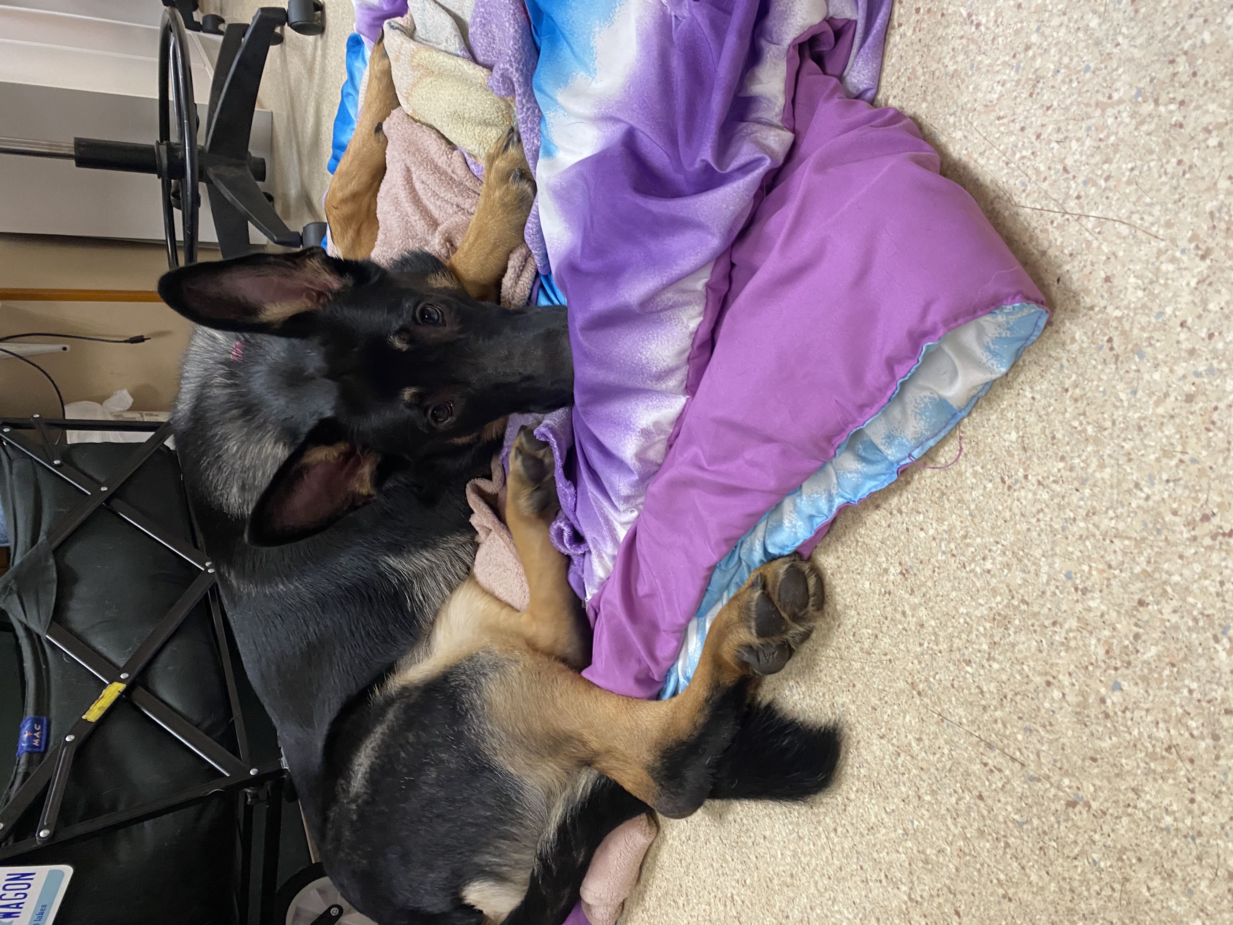 Maize, Adopted, Young Female German Shepherd Dog.