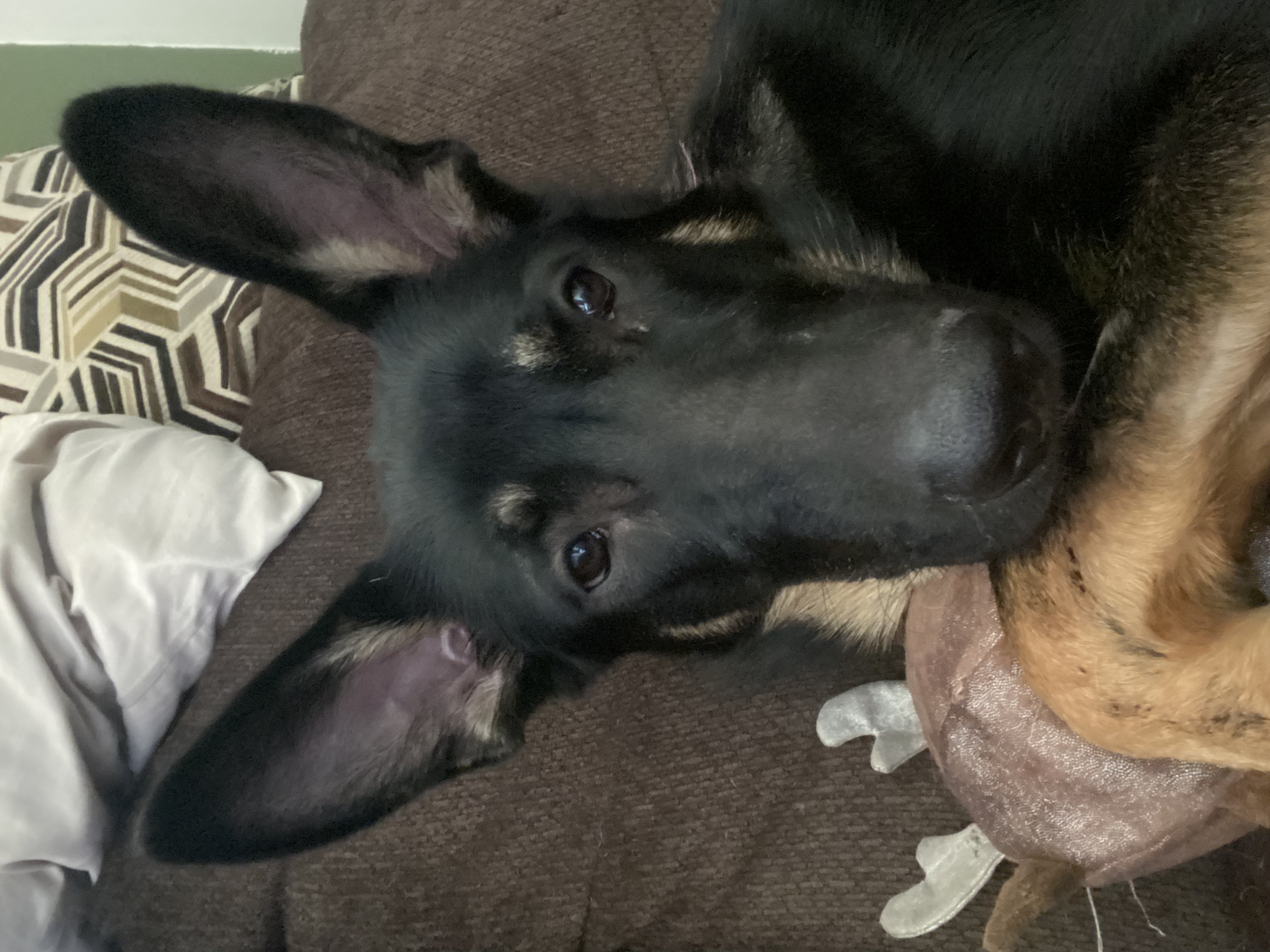 Maize, a Adopted German Shepherd Dog in Sartell, MN image 2/5