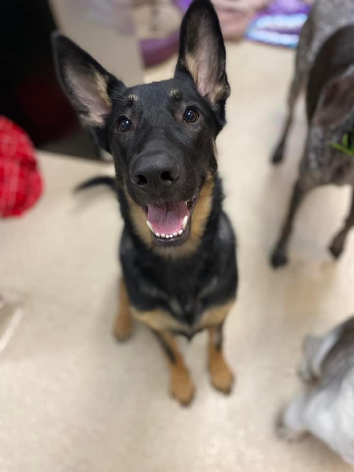 Maize, a Adopted German Shepherd Dog in Sartell, MN image 3/5