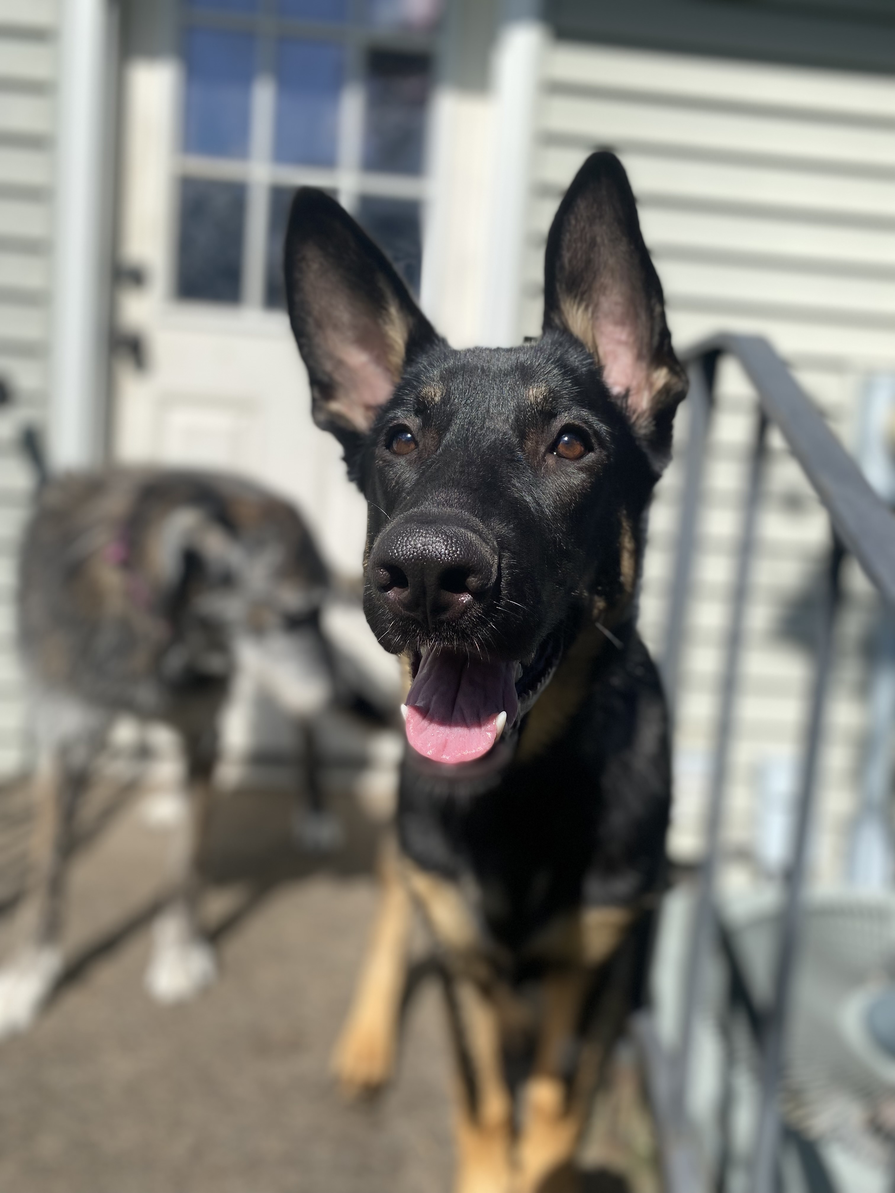 Maize, a Adopted German Shepherd Dog in Sartell, MN image 4/5