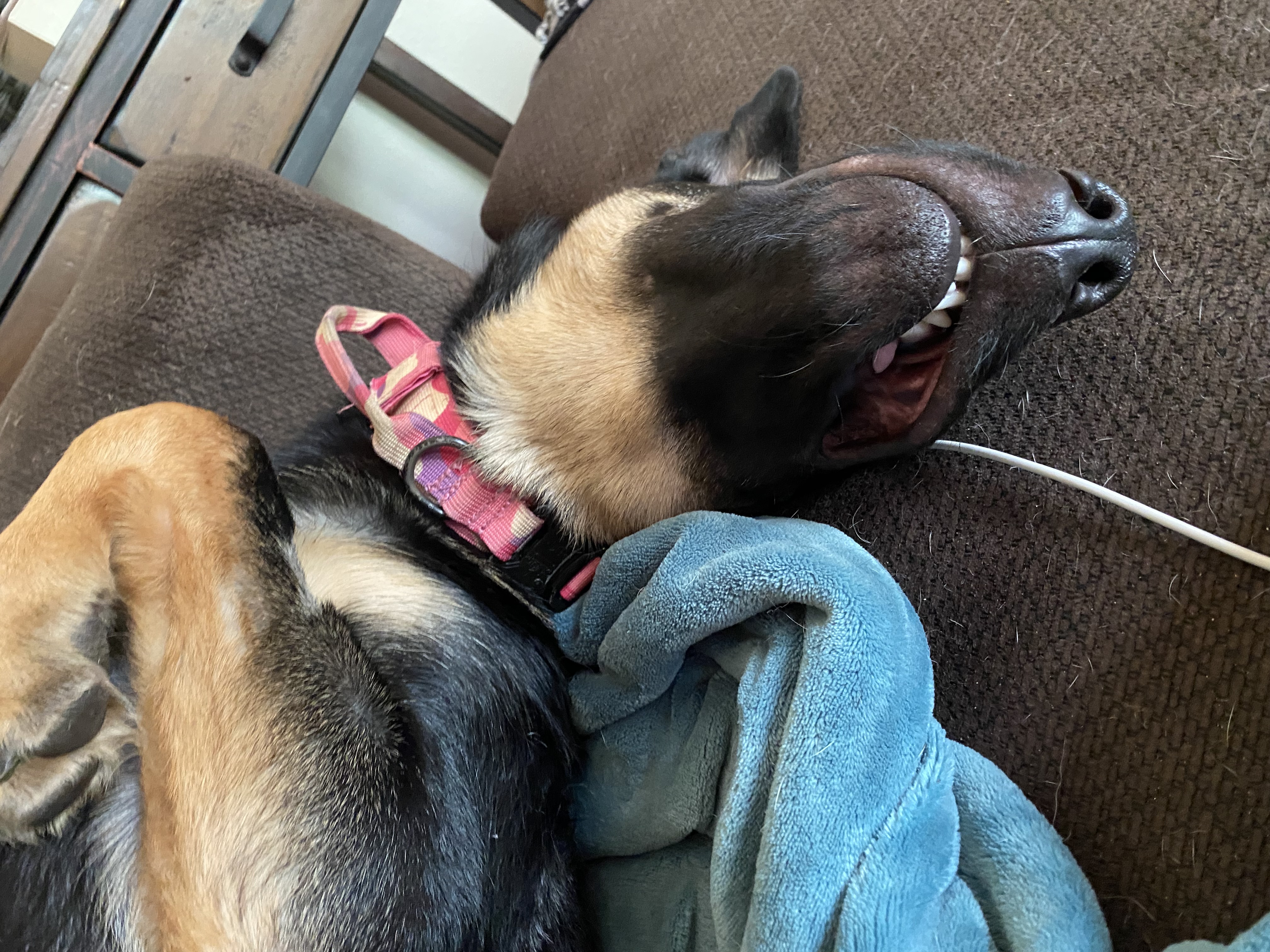 Maize, a Adopted German Shepherd Dog in Sartell, MN image 5/5