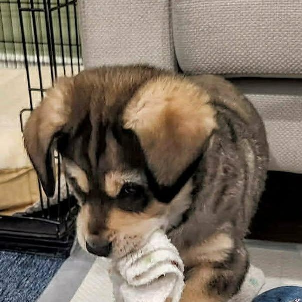 Rover (20260216-15), adopted, Puppy Male Shepherd.