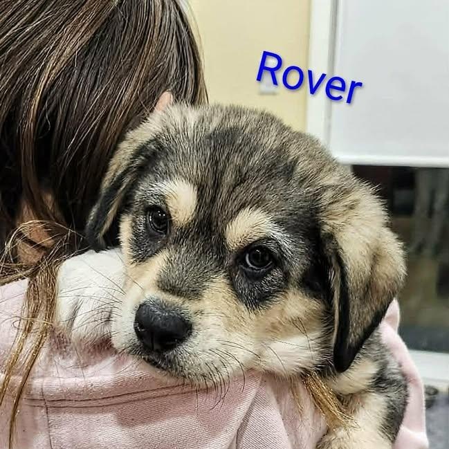 Rover (20260216-15) — thumbnail 3