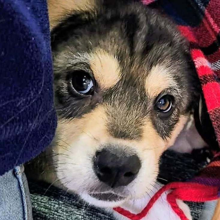 Rover (20260216-15) — thumbnail 4