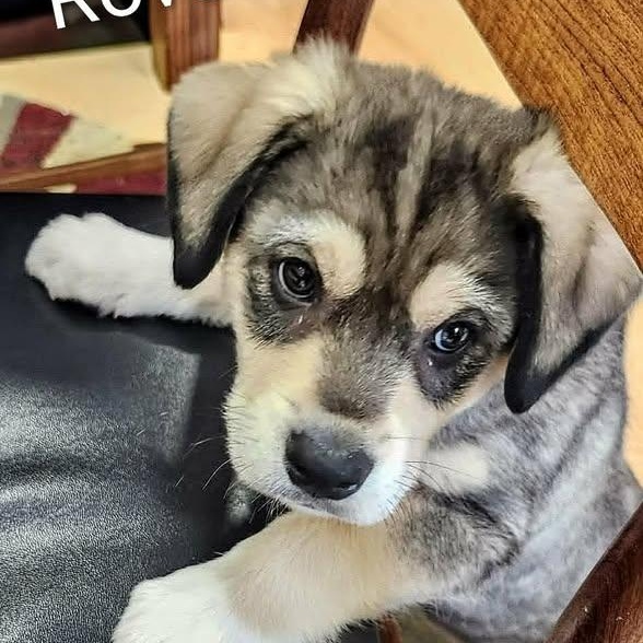 Rover (20260216-15) — thumbnail 5