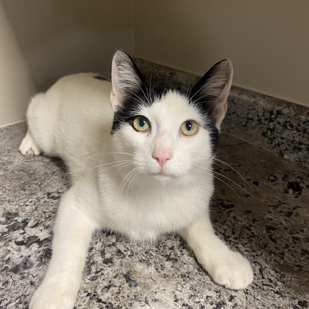 Fang, Adoptable, Young Male Domestic Short Hair.