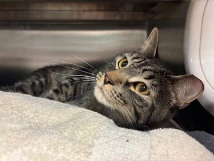 Huck, Adoptable, Young Male Domestic Short Hair & Domestic Short Hair.