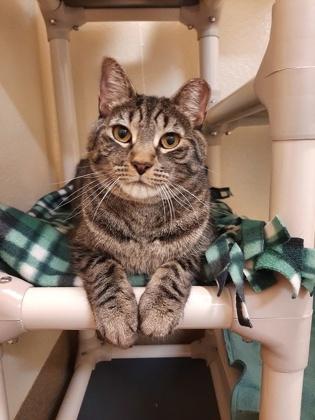 Enlarge Huck, a Adoptable mixed breed in Everett, WA image 2/3