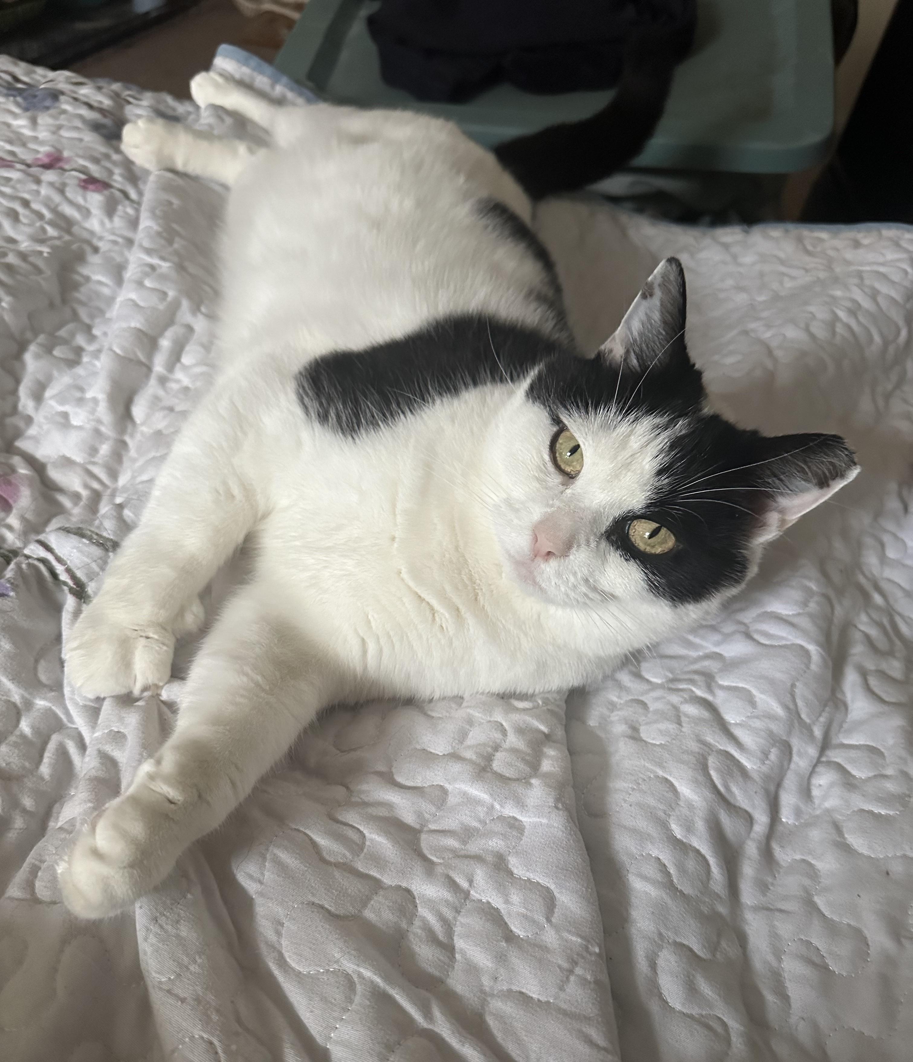 WINTER, Young Female Domestic Short Hair