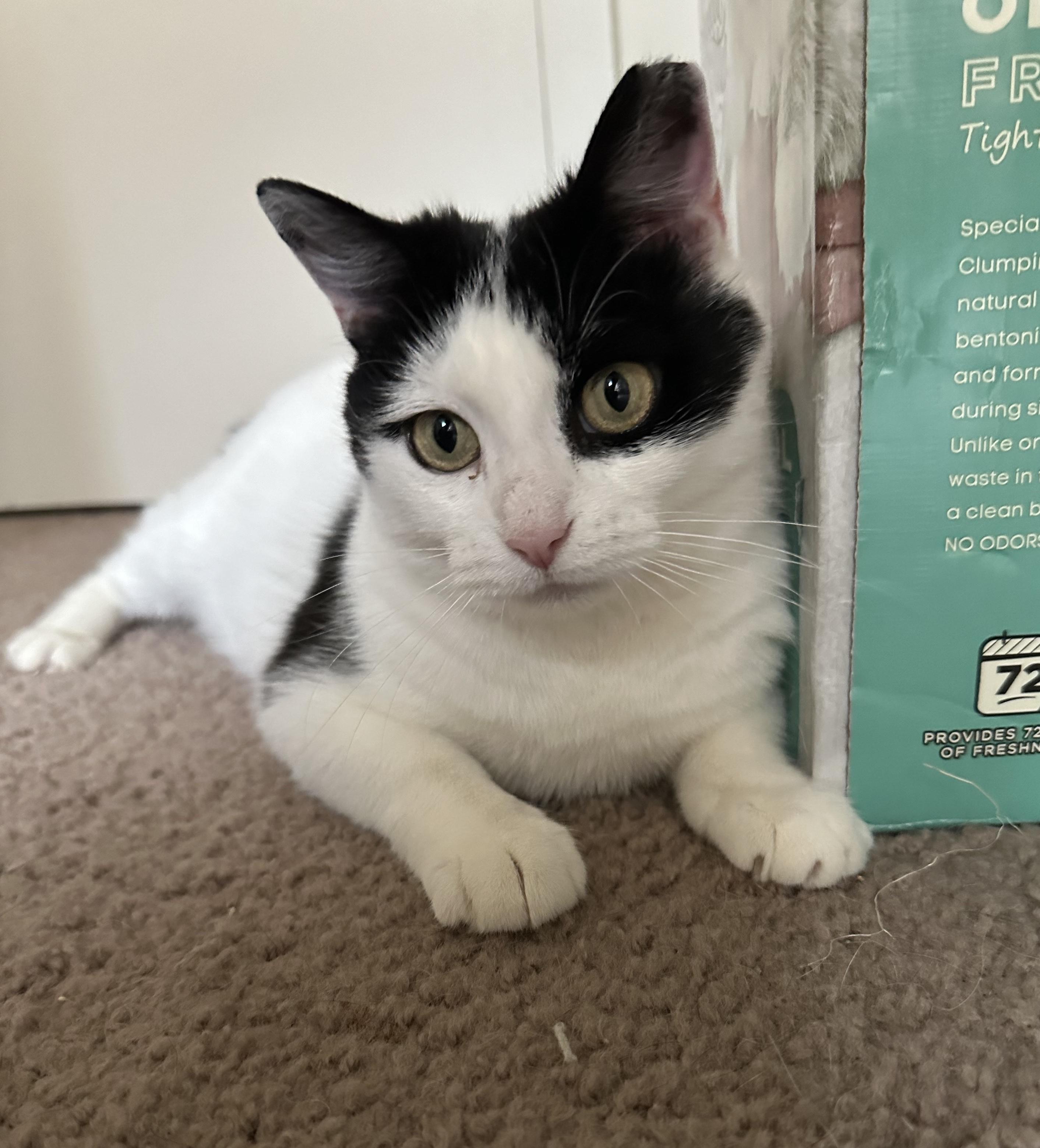 Enlarge WINTER, a Adoptable Domestic Short Hair in Churchville, PA image 2/4