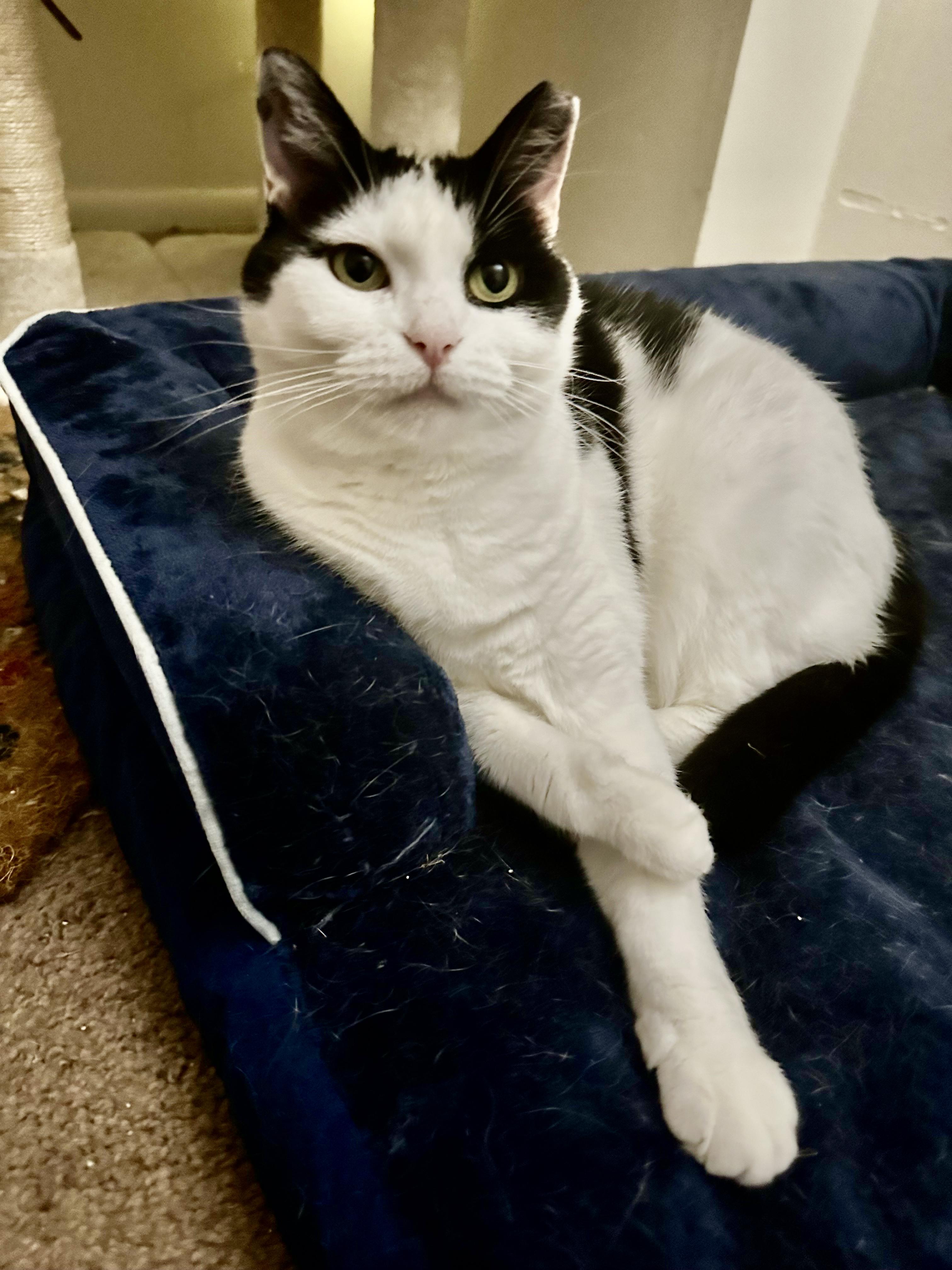 Enlarge WINTER, a Adoptable Domestic Short Hair in Churchville, PA image 3/4