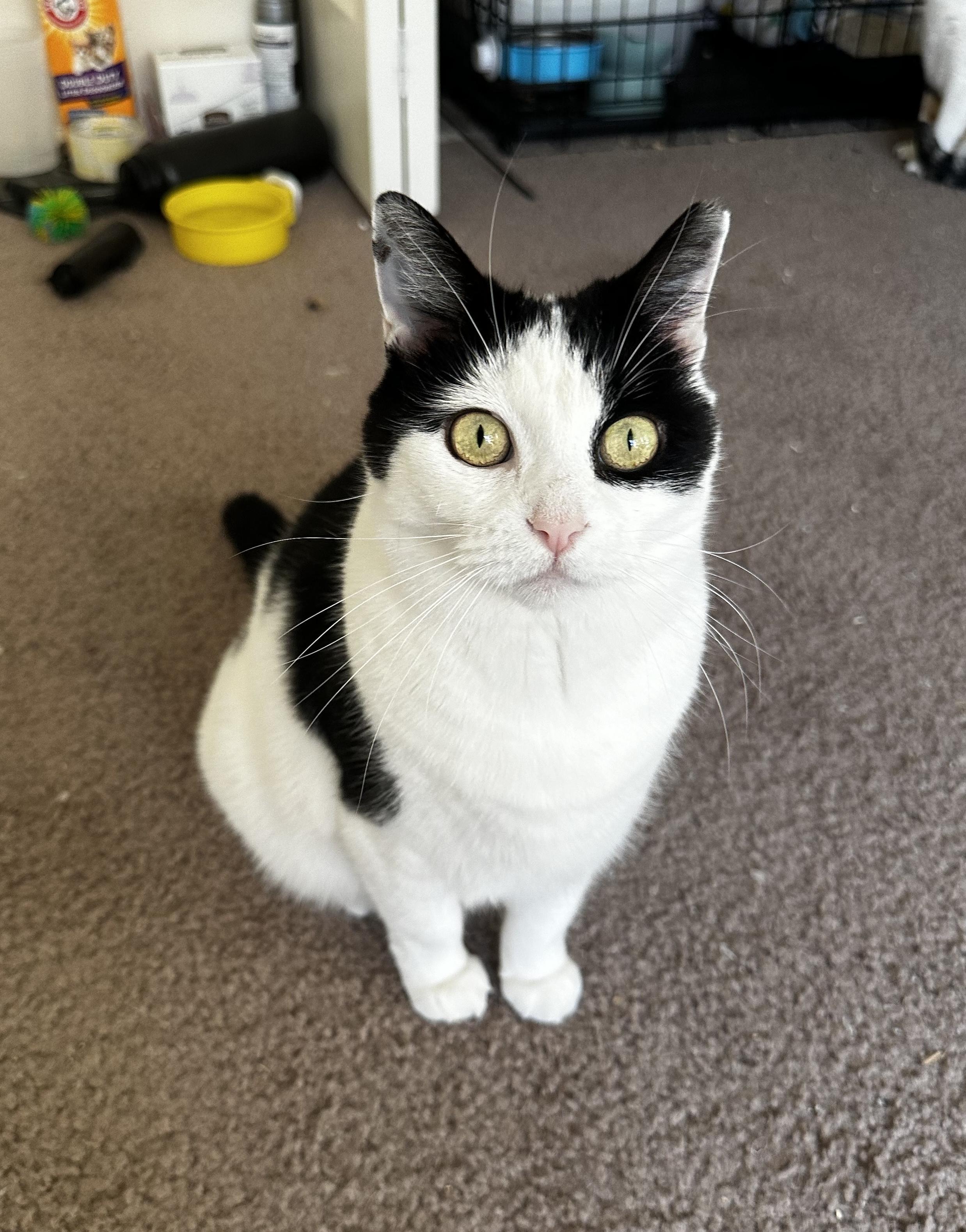 Enlarge WINTER, a Adoptable Domestic Short Hair in Churchville, PA image 4/4