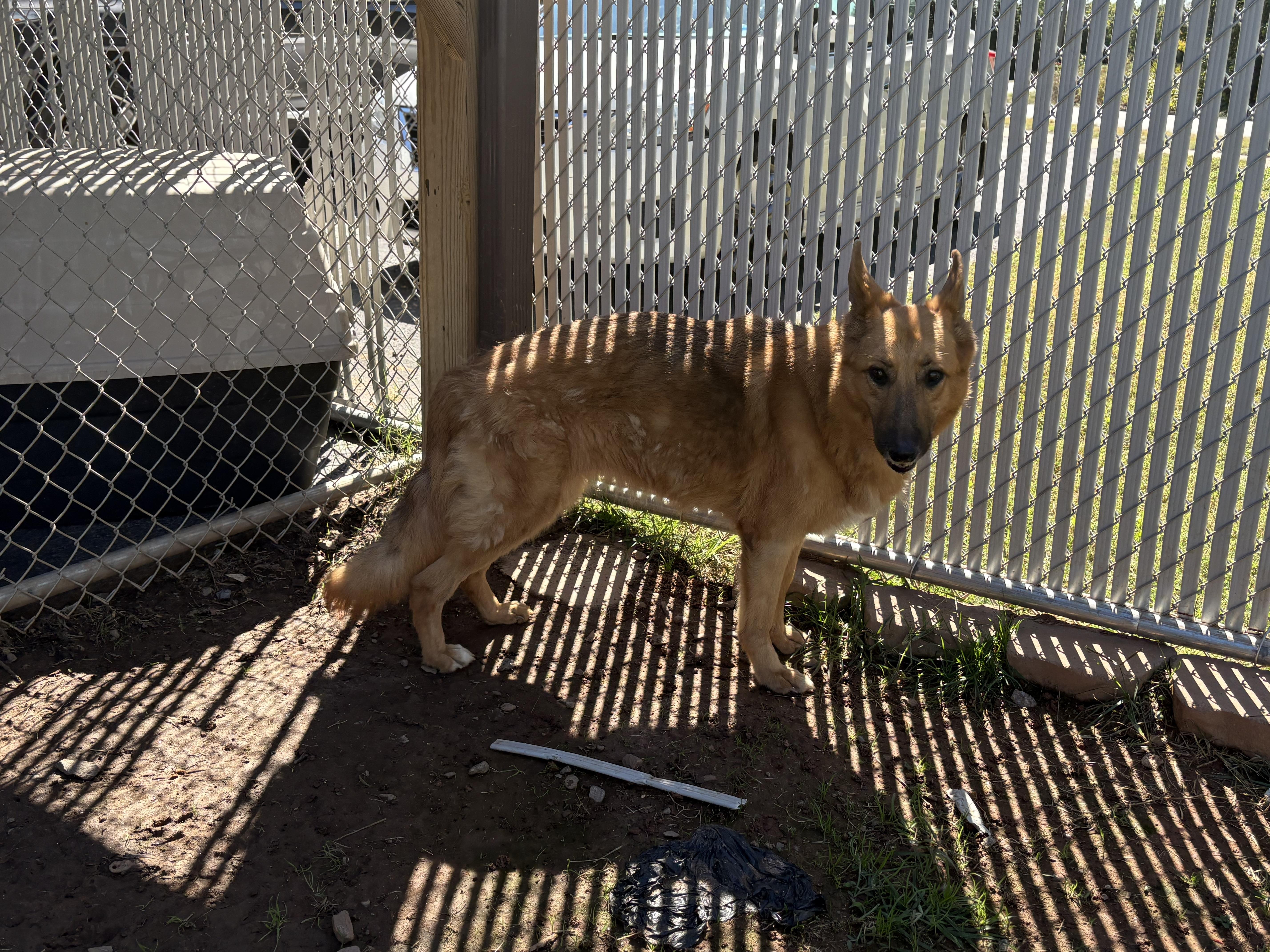 Enlarge Nellie, a Adoptable German Shepherd Dog in Martinsville, VA image 3/3