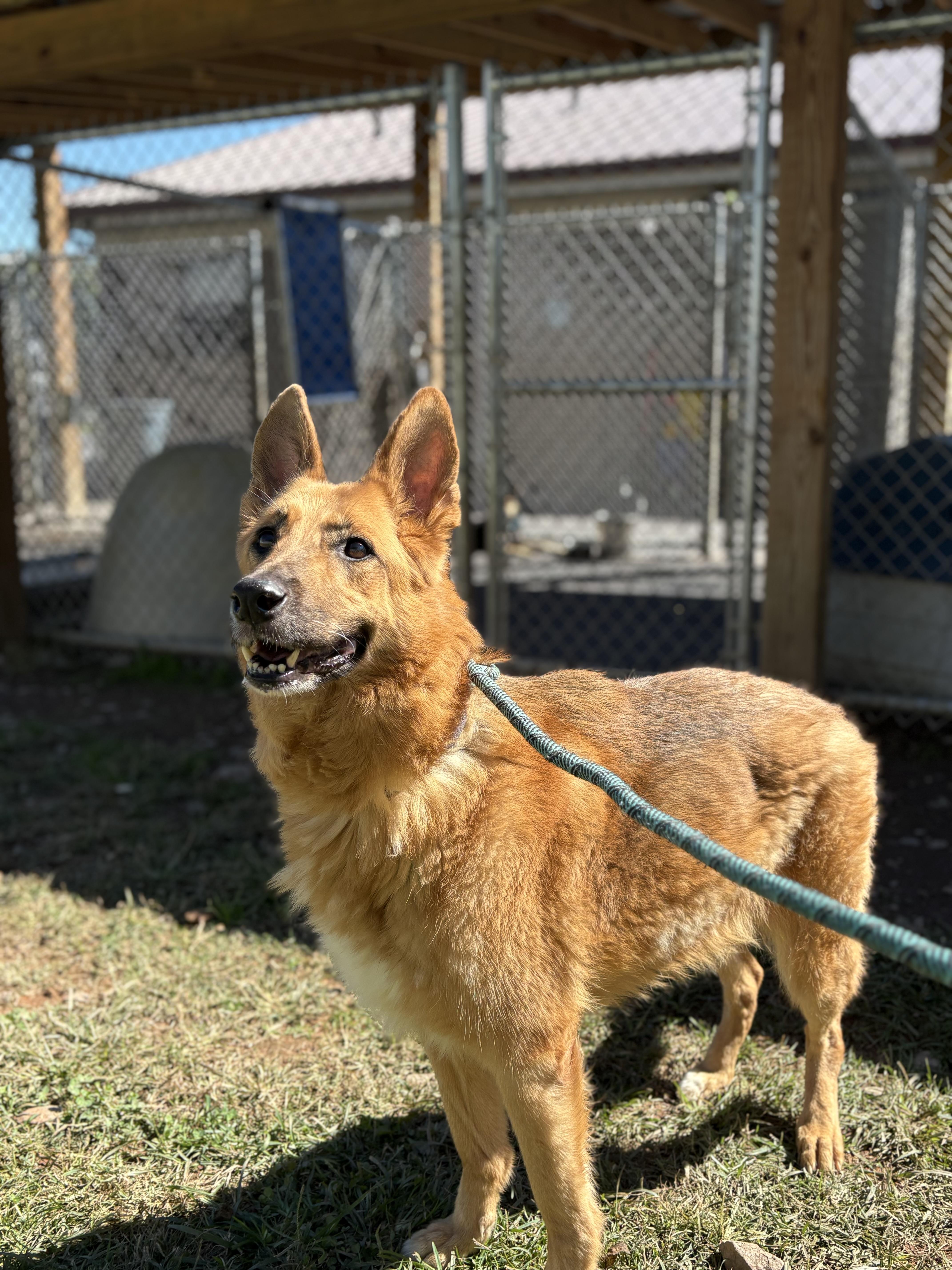 Nellie, Adoptable, Senior Female German Shepherd Dog.