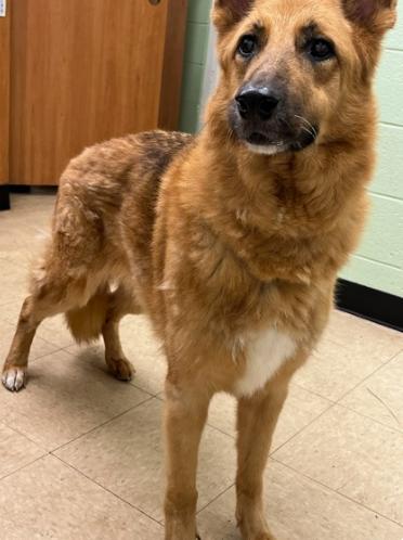 Enlarge Nellie, a Adoptable German Shepherd Dog in Martinsville, VA image 2/3