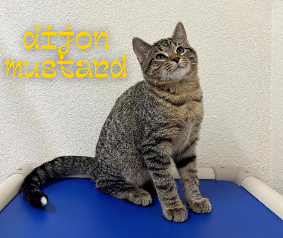 Dijon Mustard thumbnail 2