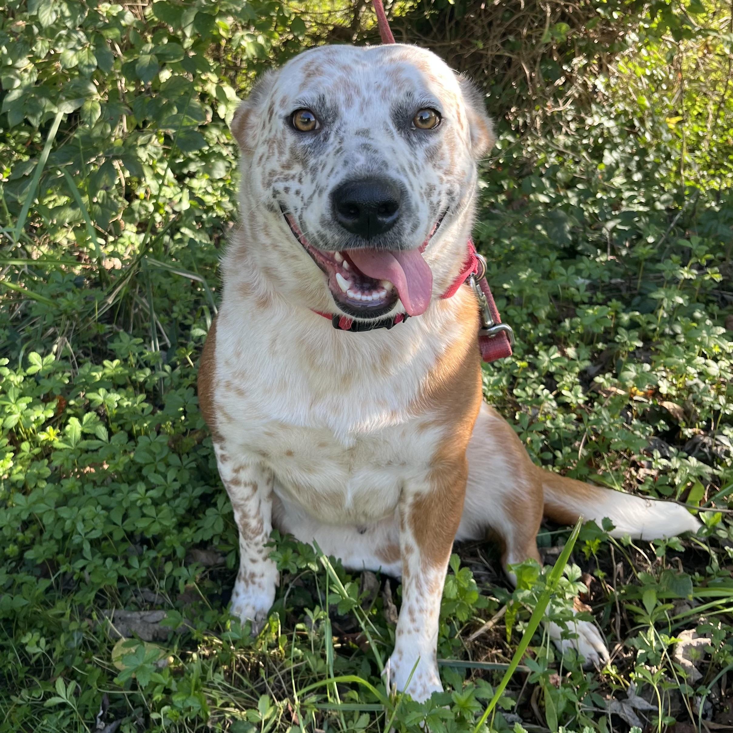 Enlarge Boo, a Adoptable mixed breed in Maysville, KY image 6/6