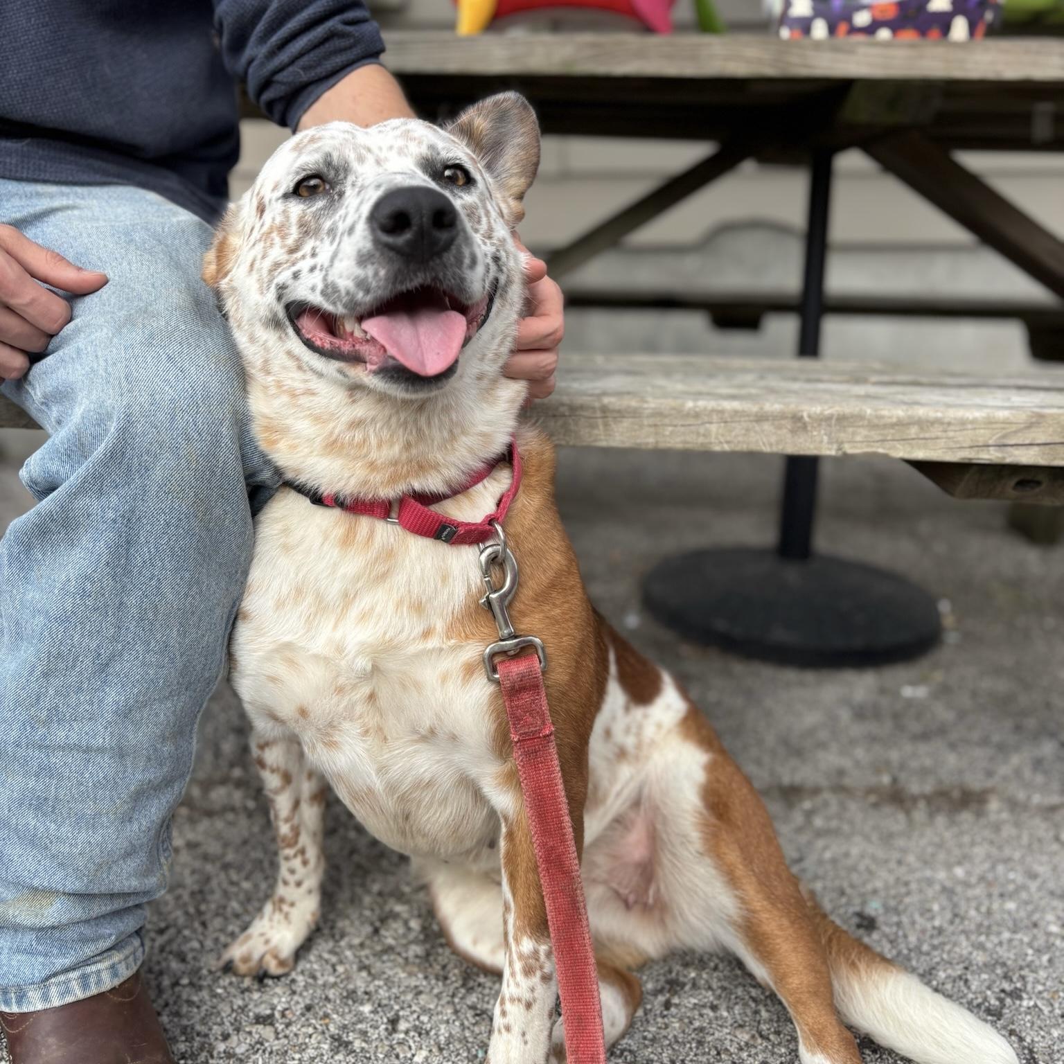 Enlarge Boo, a Adoptable mixed breed in Maysville, KY image 2/6