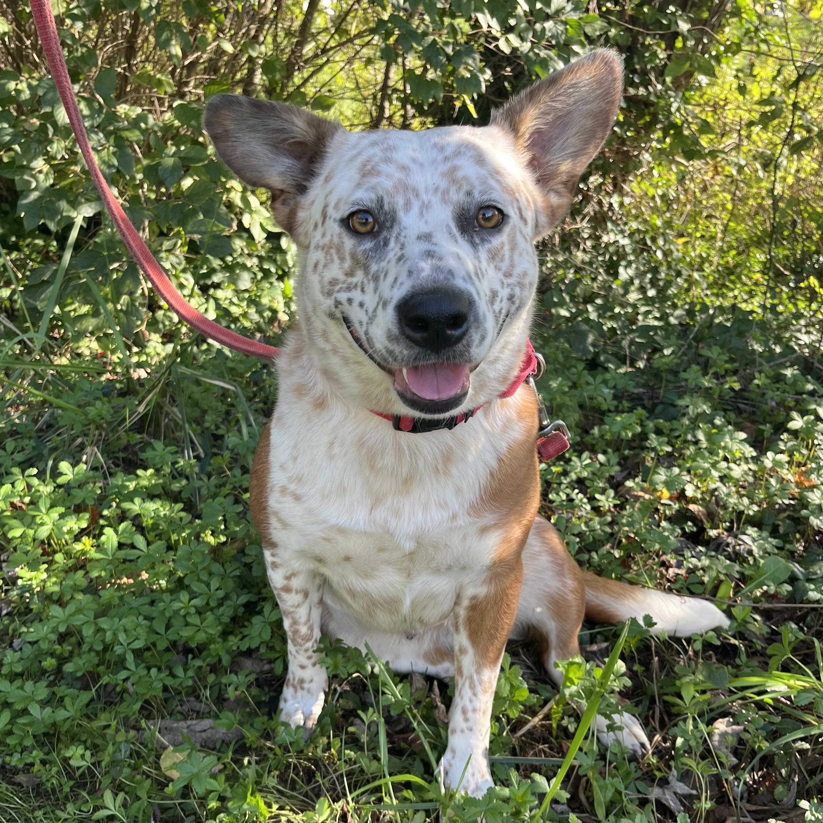 Enlarge Boo, a Adoptable mixed breed in Maysville, KY image 1/6
