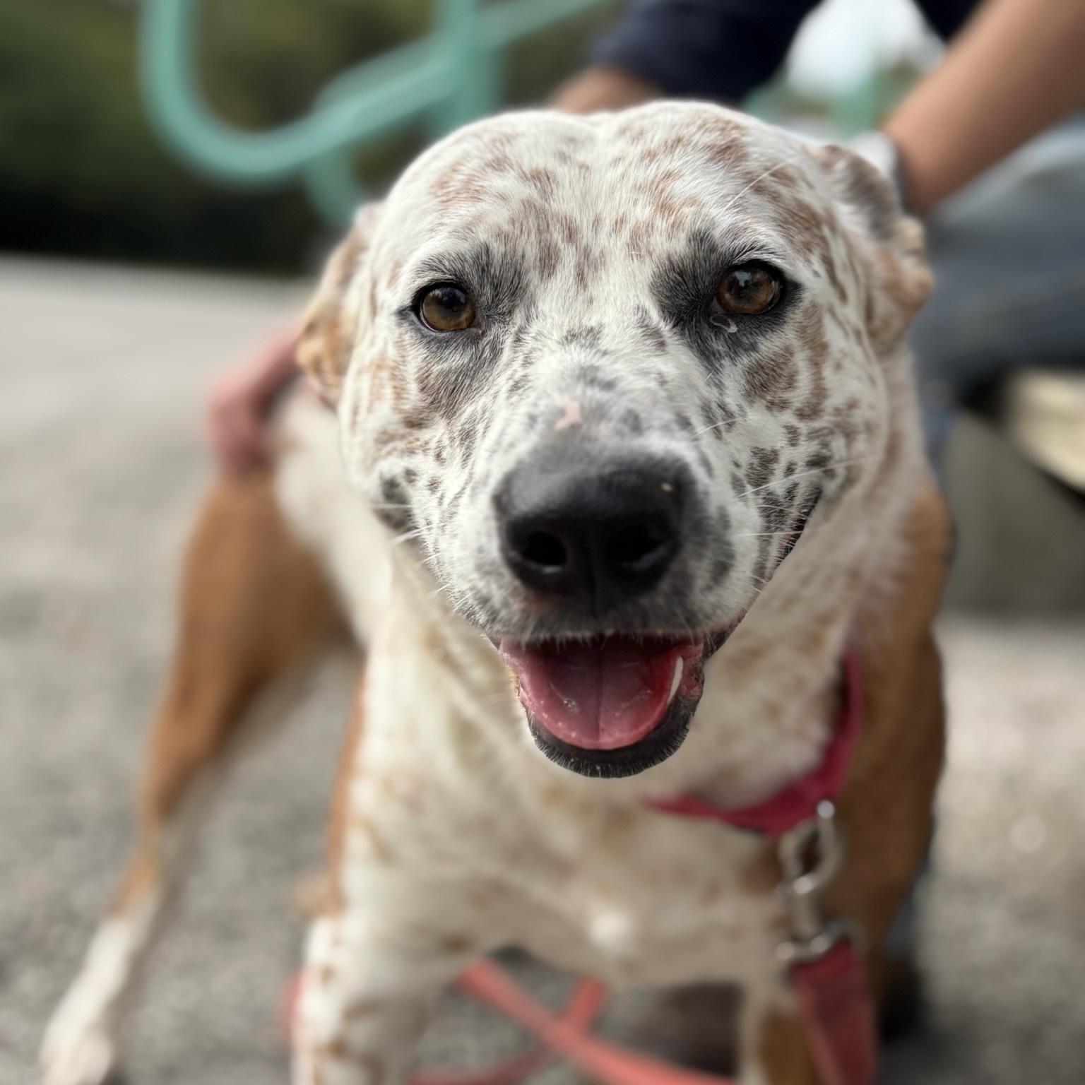 Enlarge Boo, a Adoptable mixed breed in Maysville, KY image 3/6