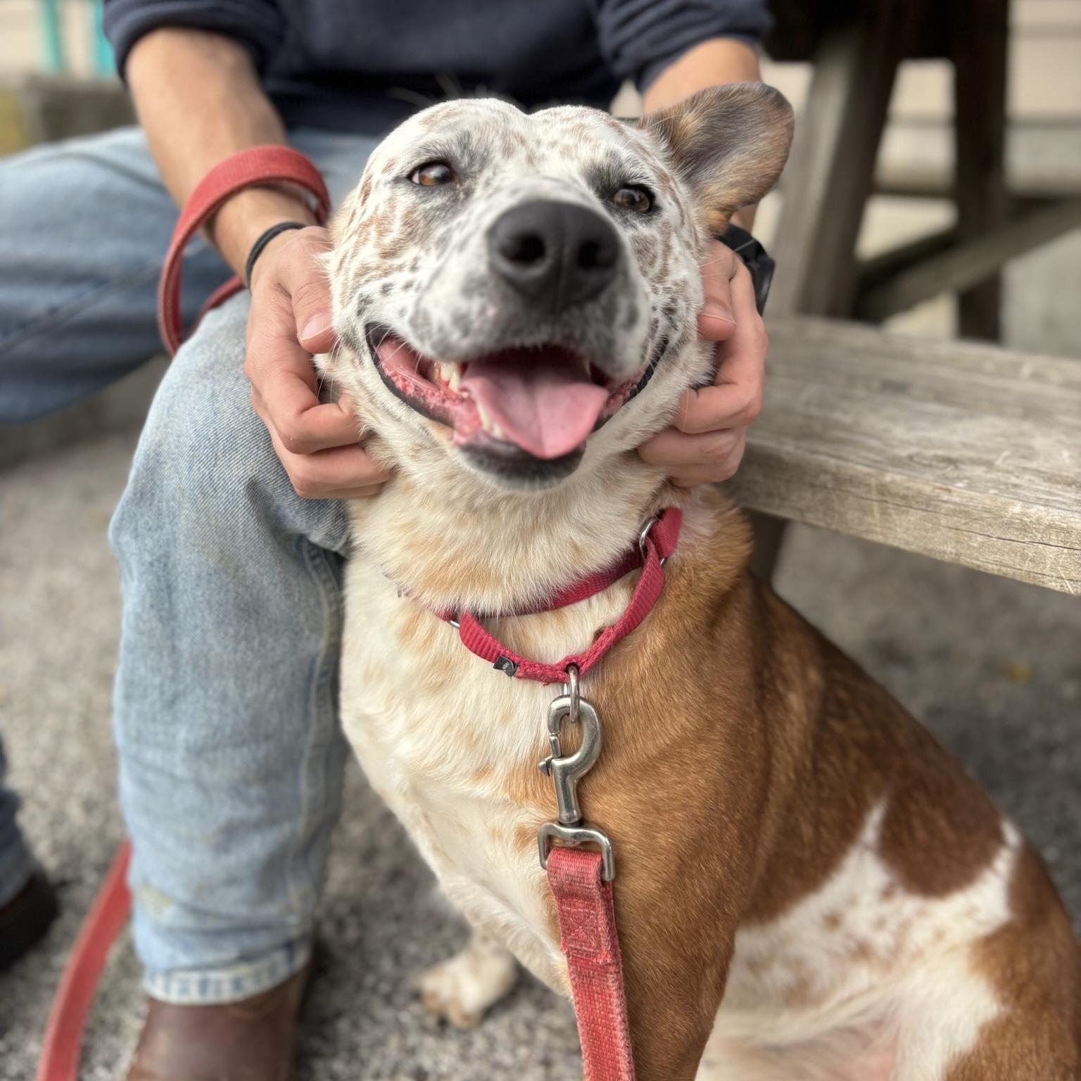 Enlarge Boo, a Adoptable mixed breed in Maysville, KY image 4/6