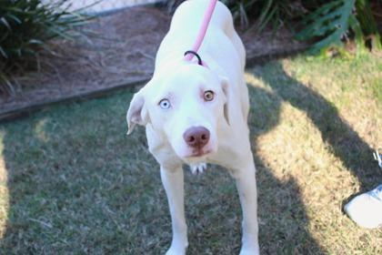 Blue Lemonade, Adoptable, Adult Female Siberian Husky & Mixed Breed.