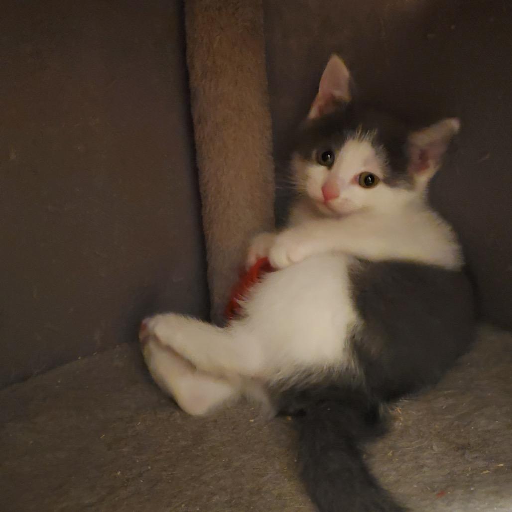 Lady Grey thumbnail 3