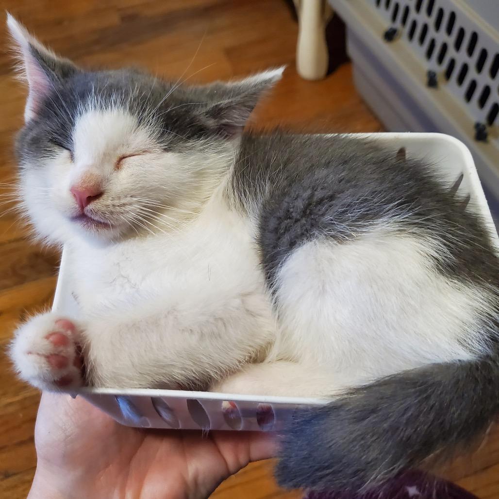 Lady Grey thumbnail 4