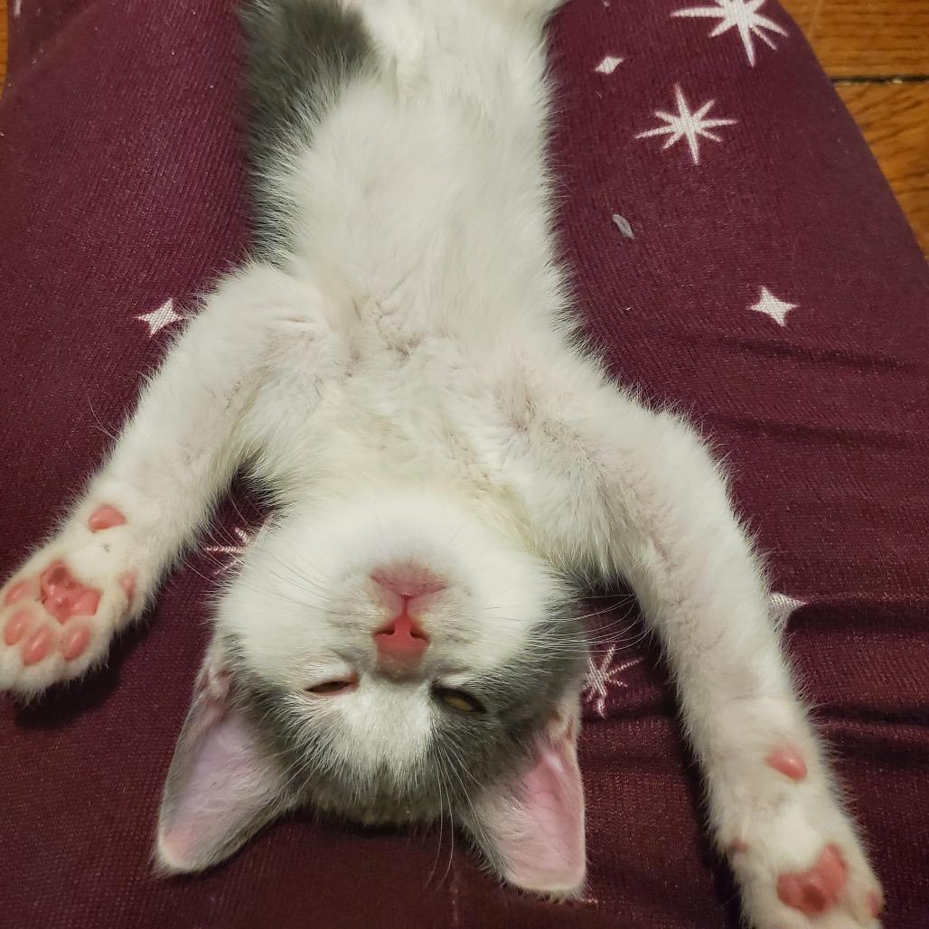 Lady Grey thumbnail 5