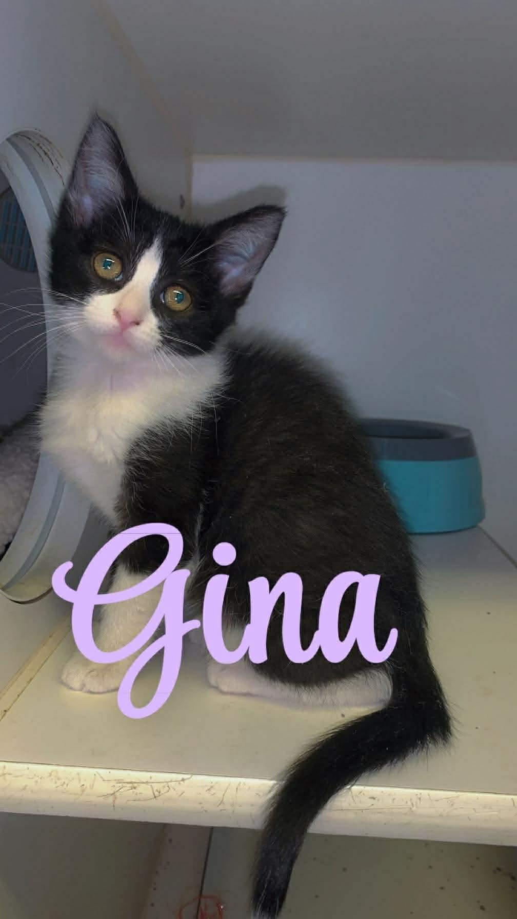 Gina, Adoptable, Kitten Female Domestic Short Hair.