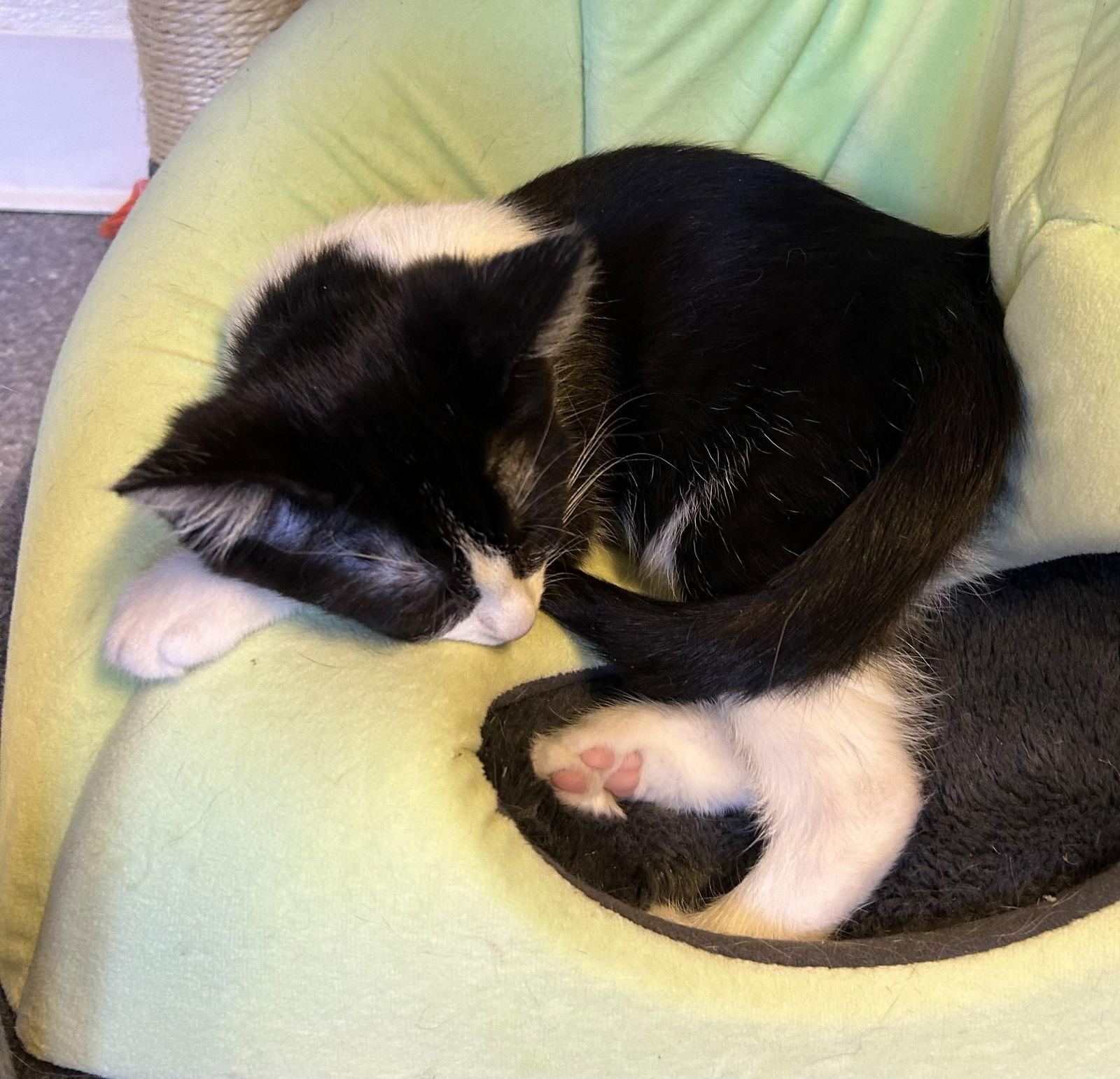 Gina, a Adoptable Domestic Short Hair in Steeleville, IL image 2/3