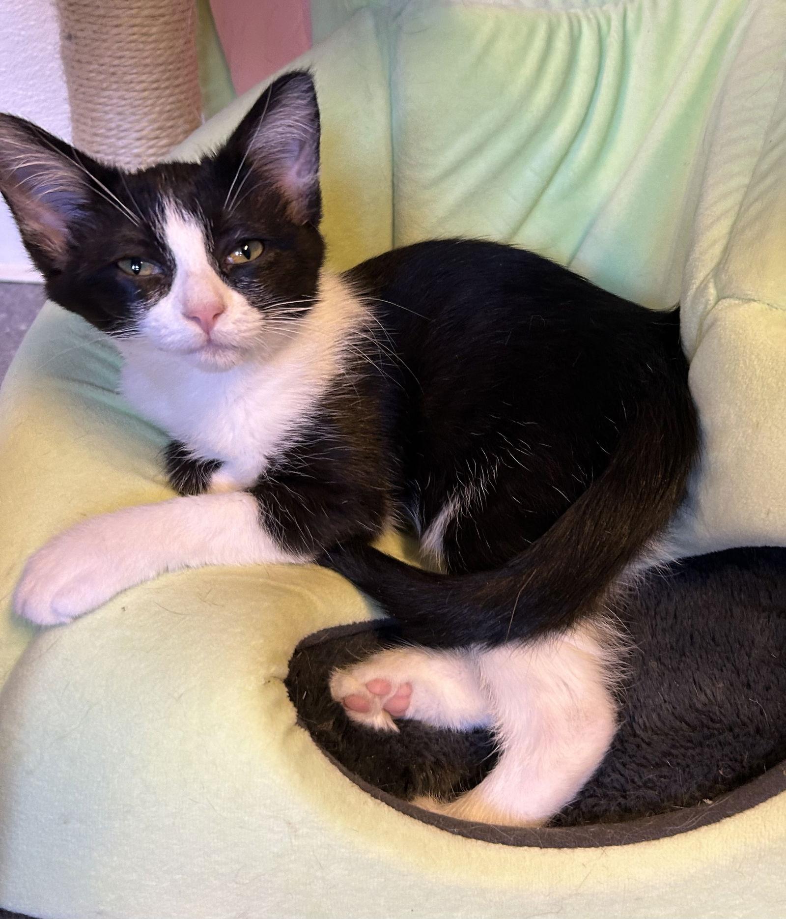 Gina, a Adoptable Domestic Short Hair in Steeleville, IL image 3/3