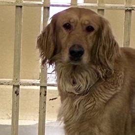4368 Cheyenne, adopted, Adult Female Golden Retriever.