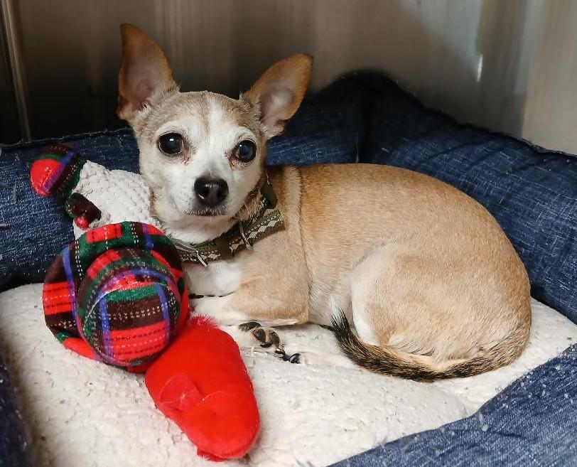 Enlarge May, an adopted Chihuahua in Miller Beach, IN image 1/1