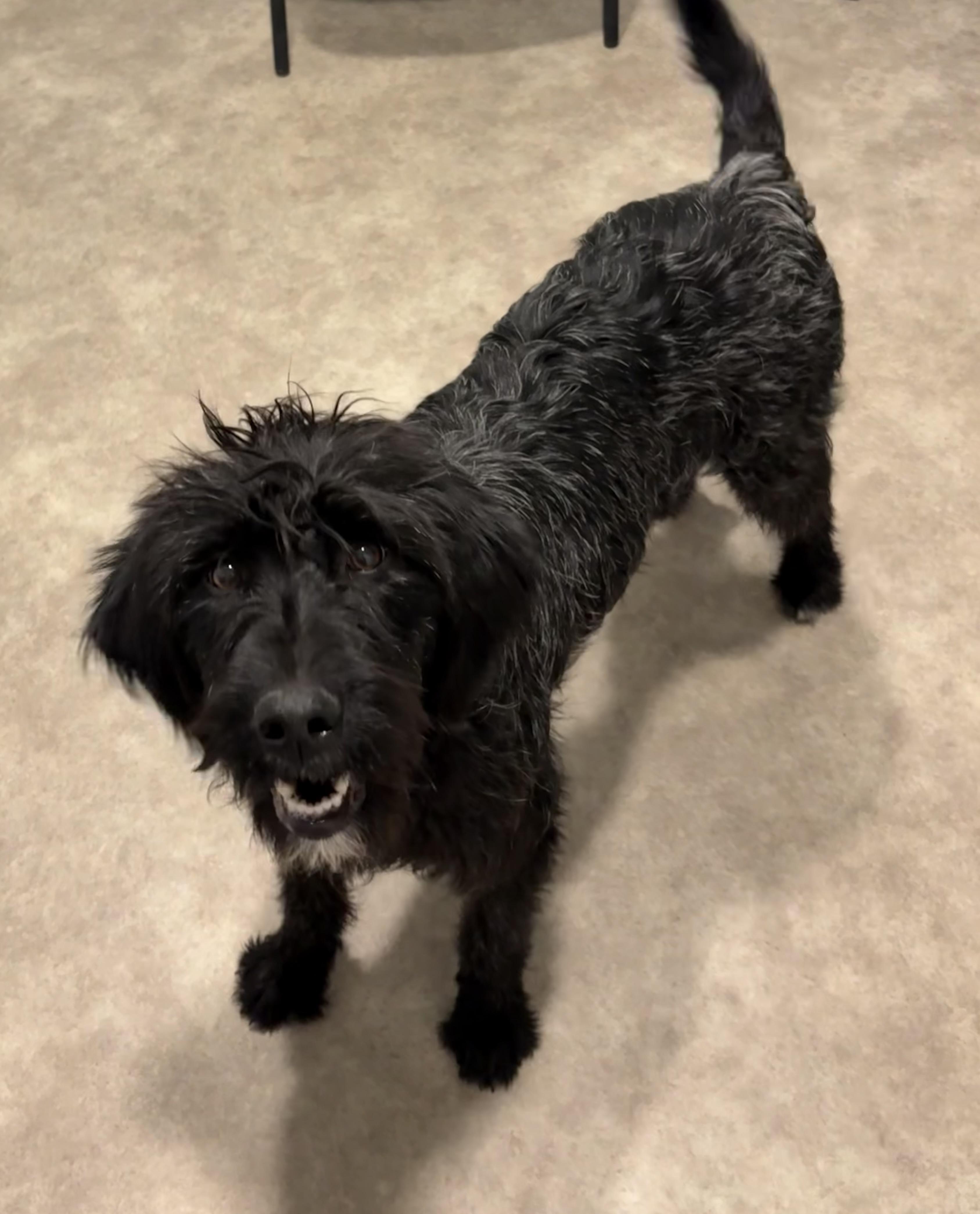 Georgia, ADOPTABLE, Young Female Labradoodle.