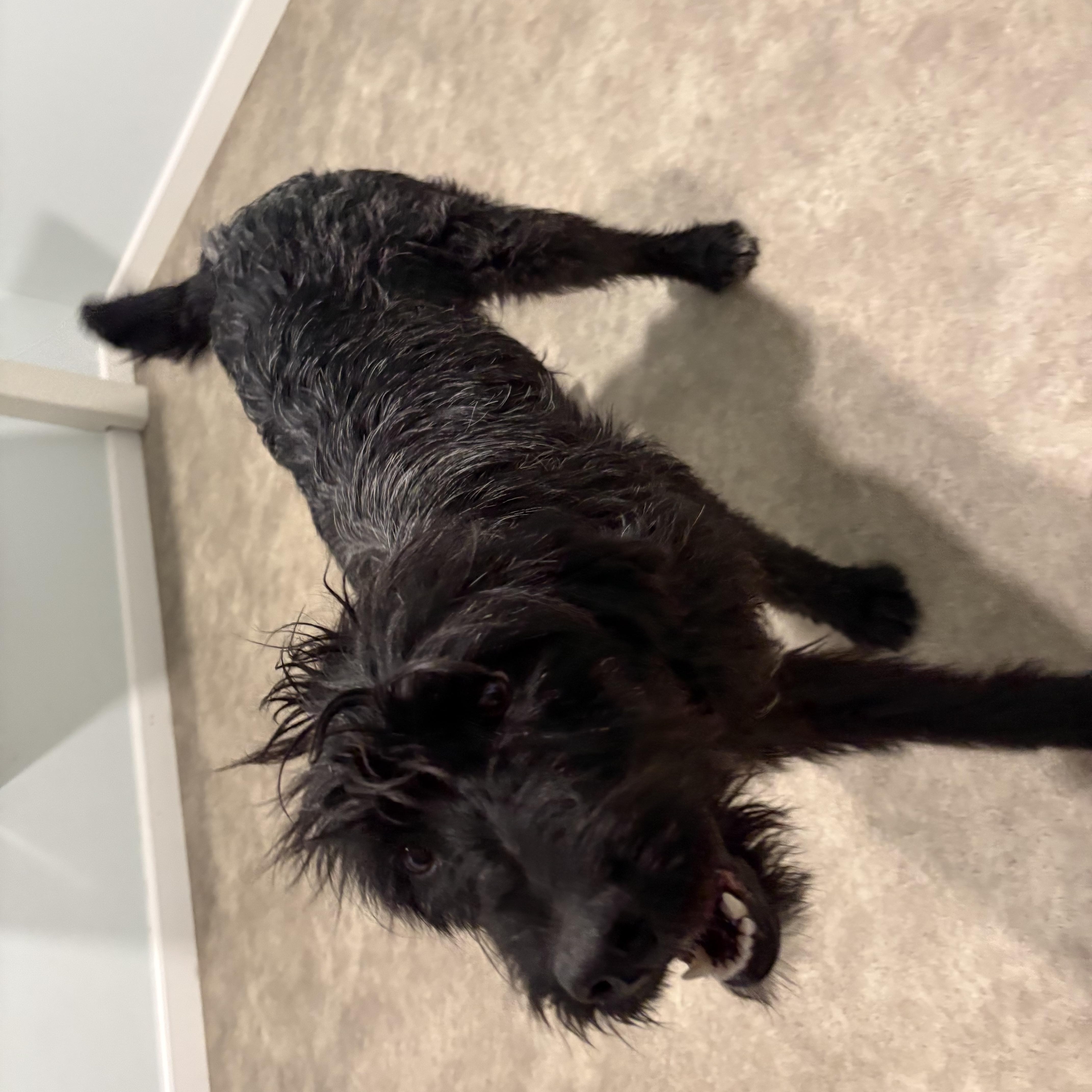 Enlarge Georgia, a ADOPTABLE Labradoodle in Grant, NE image 5/5