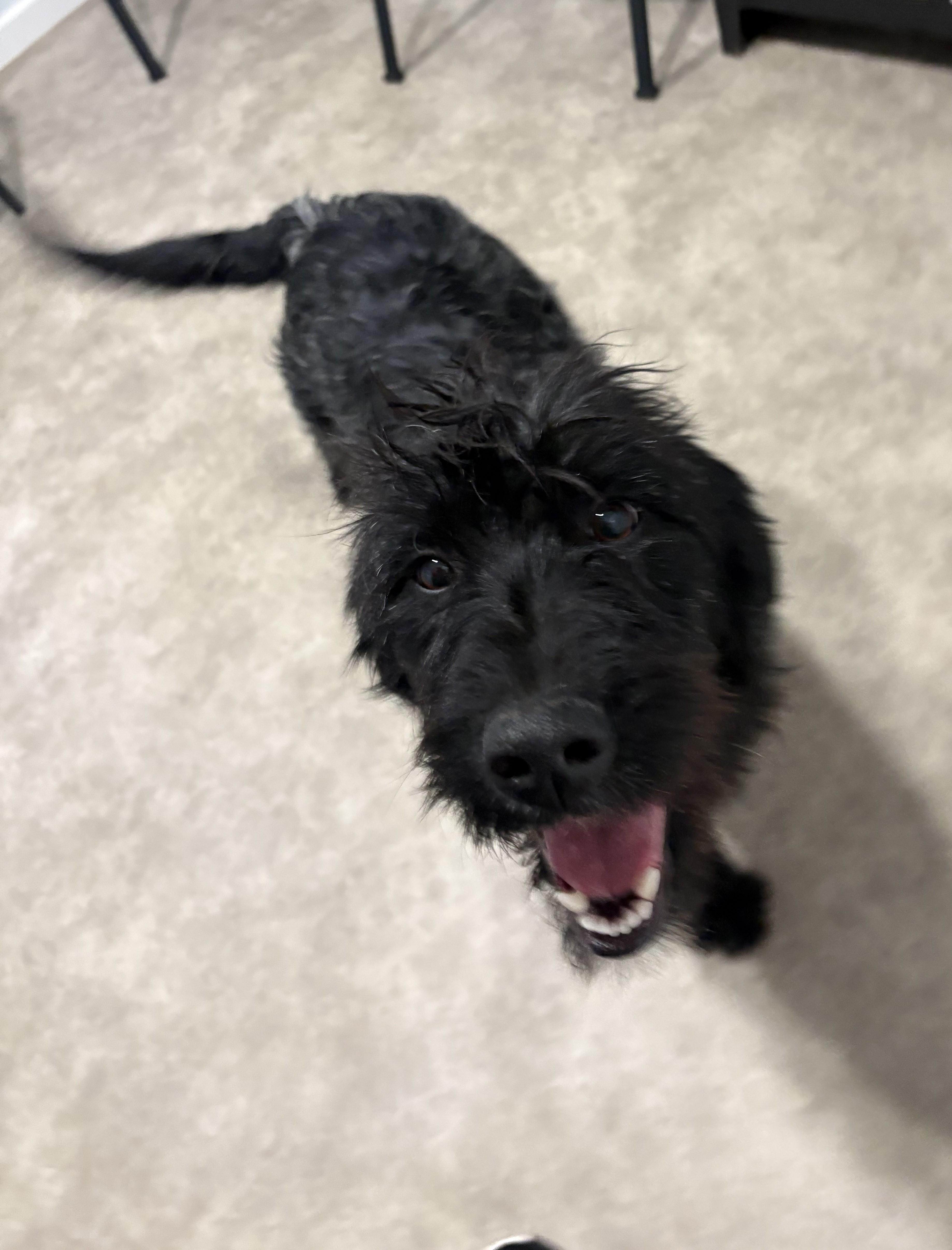 Enlarge Georgia, a ADOPTABLE Labradoodle in Grant, NE image 3/5