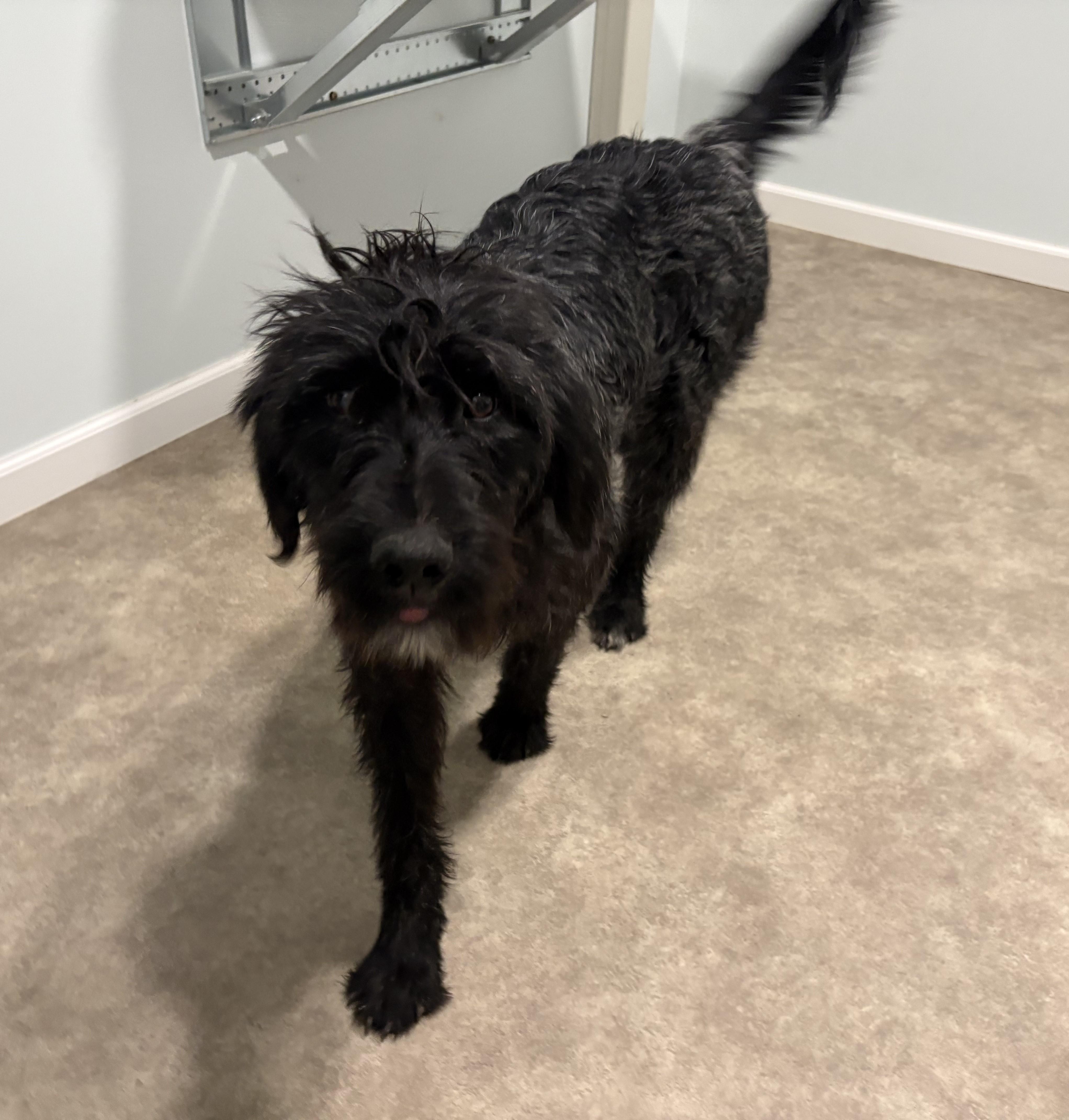 Enlarge Georgia, a ADOPTABLE Labradoodle in Grant, NE image 2/5