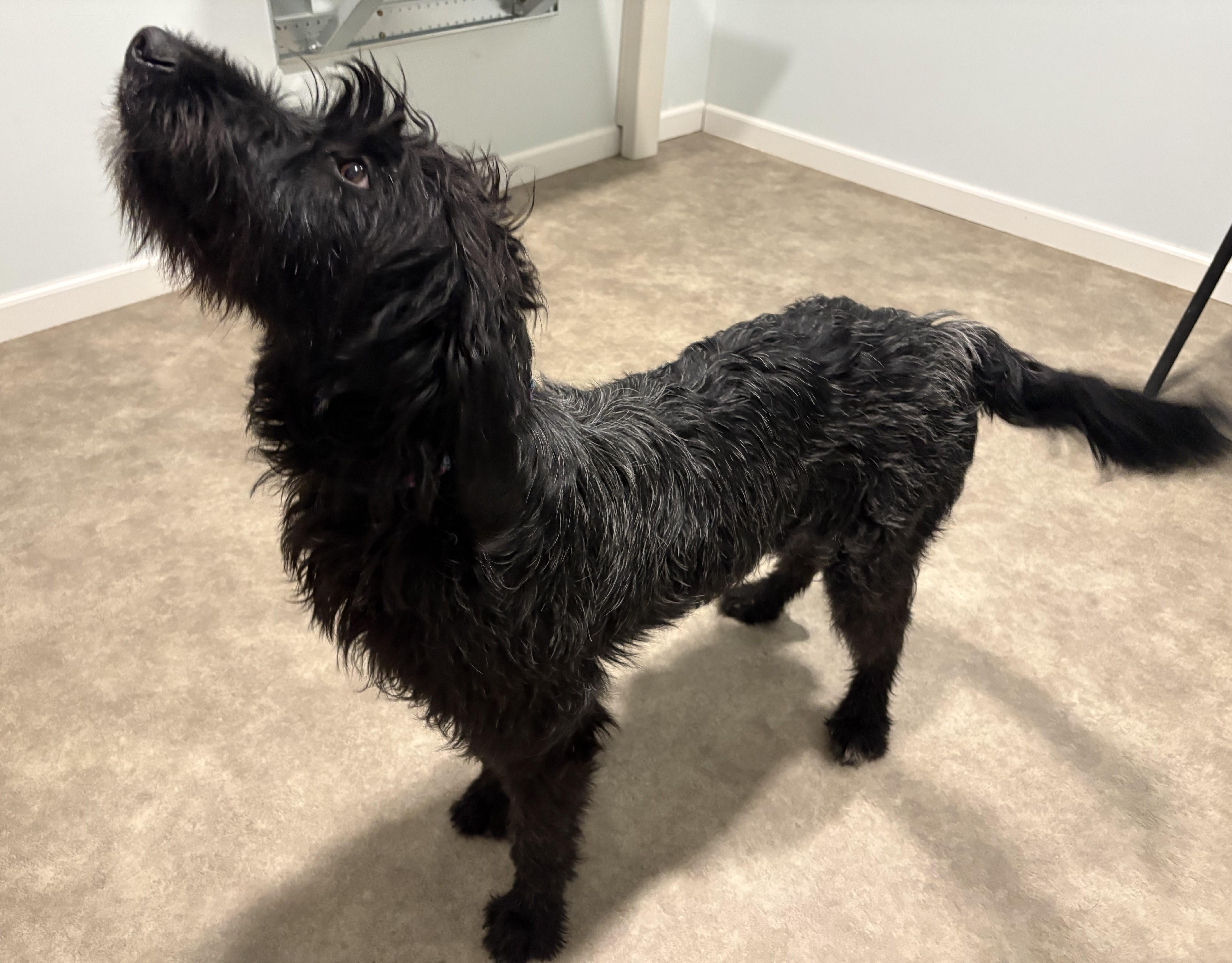 Enlarge Georgia, a ADOPTABLE Labradoodle in Grant, NE image 4/5