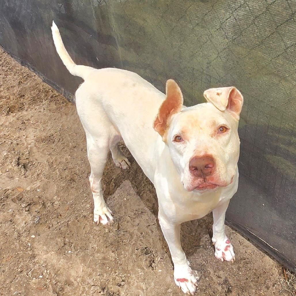 Ram, Adoptable, Adult Male Mixed Breed.