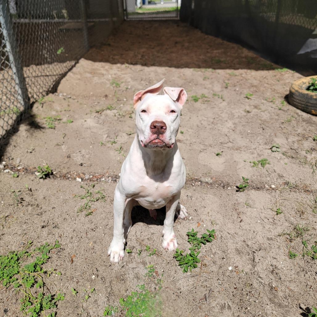 Enlarge Ram, a Adoptable Mixed Breed in Lake Panasoffkee, FL image 2/5