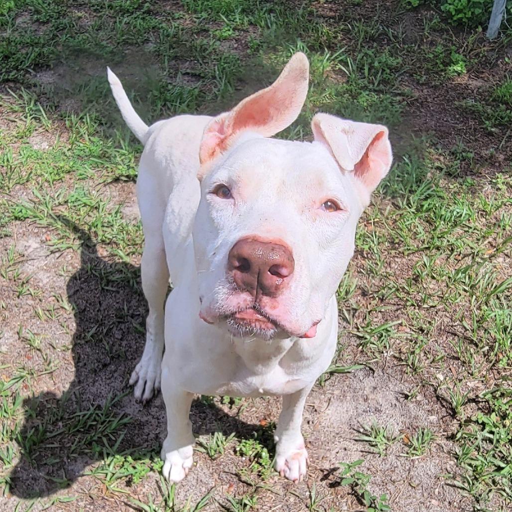 Enlarge Ram, a Adoptable Mixed Breed in Lake Panasoffkee, FL image 3/5