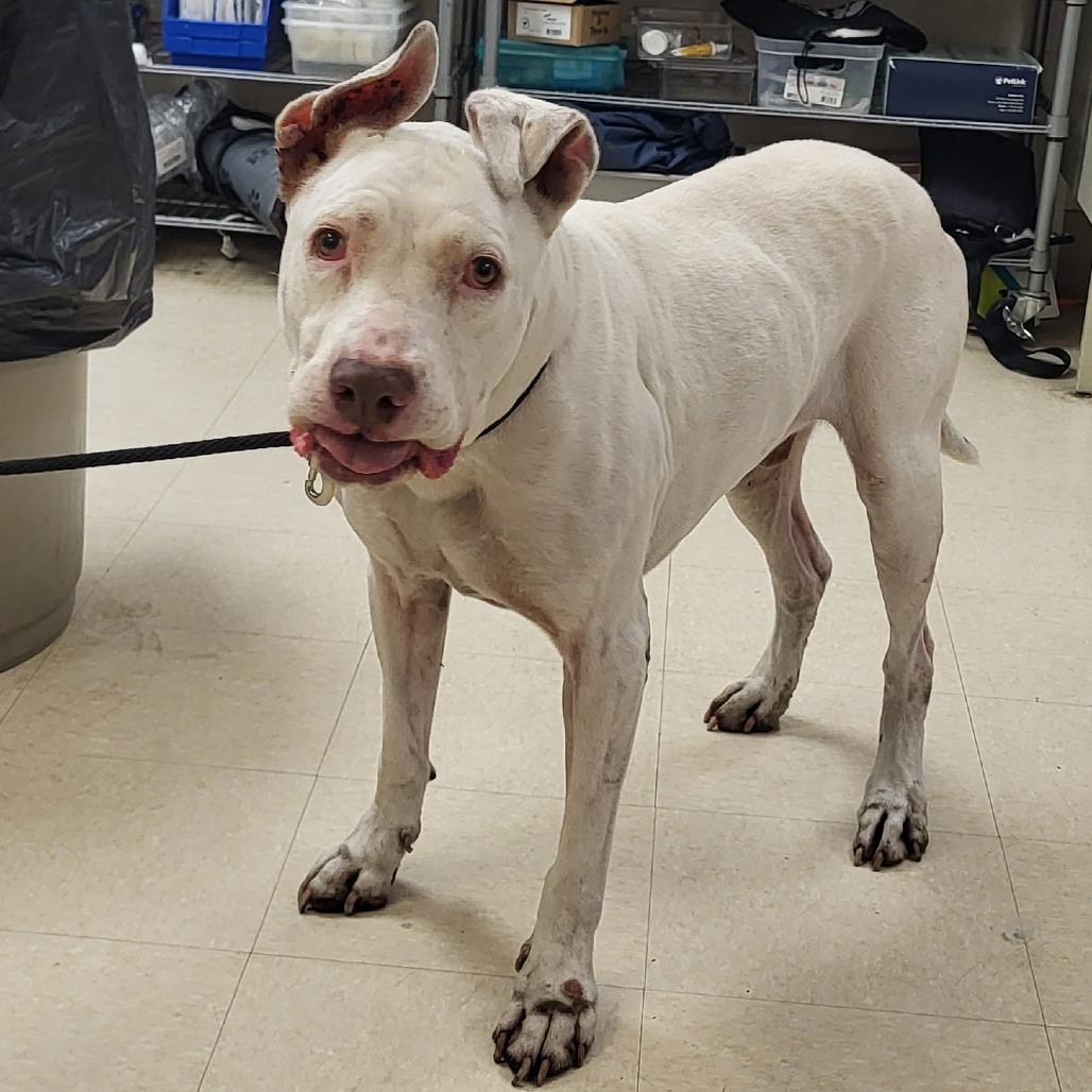 Enlarge Ram, a Adoptable Mixed Breed in Lake Panasoffkee, FL image 4/5