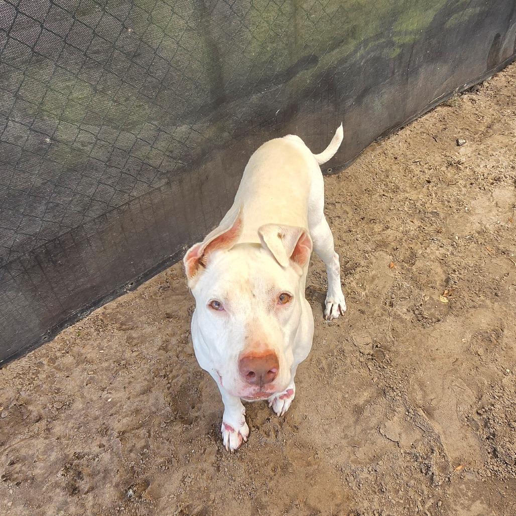 Enlarge Ram, a Adoptable Mixed Breed in Lake Panasoffkee, FL image 5/5